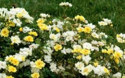 Lemon Drift Groundcover Rose - 1 Gallon Pot 13 Lemon Drift Groundcover Rose - 1 Gallon Pot -Wilson Bros Garden rose lemon drift 6 1
