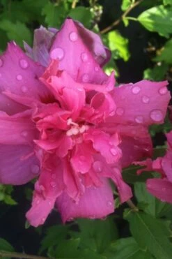 Lucy Rose Of Sharon (Single Trunk Tree) - 7 Gallon Pot (4-5') -Wilson Bros Garden rose of sharon lucy 5