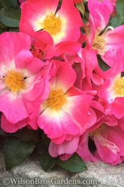 Pink Drift Groundcover Rose - 3 Gallon Pot -Wilson Bros Garden rose pink drift 11