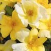 Sunny Yellow Knock Out Rose - 2 Gallon Pot -Wilson Bros Garden rose sunny knock out 30