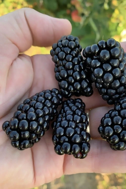 Prime Ark Horizon Blackberry Plant - 1 Gallon Pot 3 Prime Ark Horizon Blackberry Plant - 1 Gallon Pot