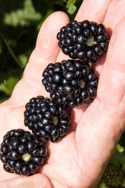 Ponca Thornless Blackberry - 3 Gallon Pot 3 Ponca Thornless Blackberry - 3 Gallon Pot