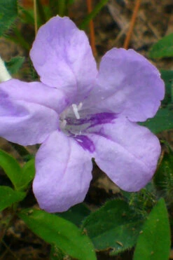 Fringeleaf Wild Petunia (Ruellia Humilis) - 1 Gallon Pot -Wilson Bros Garden ruellia humilis fringeleaf wild petunia 1