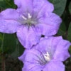 Fringeleaf Wild Petunia (Ruellia Humilis) - 1 Gallon Pot 1 Fringeleaf Wild Petunia (Ruellia Humilis) - 1 Gallon Pot -Wilson Bros Garden ruellia humilis fringeleaf wild petunia 2