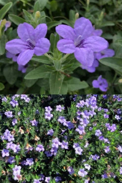Fringeleaf Wild Petunia (Ruellia Humilis) - 1 Gallon Pot -Wilson Bros Garden ruellia humilis fringeleaf wild petunia 5