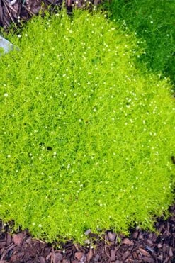 Golden Scotch Moss (Sagina Subulata 'Aurea') - 5 Pack Of Pint Pots 14 Golden Scotch Moss (Sagina Subulata 'Aurea') - 5 Pack Of Pint Pots -Wilson Bros Garden sagina subulata aurea golden scotch moss 1 1
