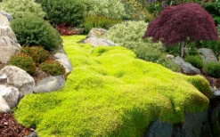 Golden Scotch Moss (Sagina Subulata 'Aurea') - 5 Pack Of Pint Pots 15 Golden Scotch Moss (Sagina Subulata 'Aurea') - 5 Pack Of Pint Pots -Wilson Bros Garden sagina subulata aurea golden scotch moss 102 1