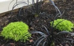 Golden Scotch Moss (Sagina Subulata 'Aurea') - 5 Pack Of Pint Pots 13 Golden Scotch Moss (Sagina Subulata 'Aurea') - 5 Pack Of Pint Pots -Wilson Bros Garden sagina subulata aurea golden scotch moss 2 1