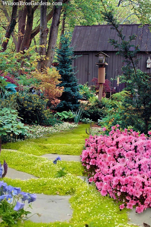 Golden Scotch Moss (Sagina Subulata 'Aurea') - 5 Pack Of Pint Pots 6 Golden Scotch Moss (Sagina Subulata 'Aurea') - 5 Pack Of Pint Pots - Image 4