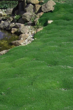 Irish Moss (Sagina Subulata) - 5 Pack Of Pint Pots 11 Irish Moss (Sagina Subulata) - 5 Pack Of Pint Pots -Wilson Bros Garden sagina subulata iris moss 5 1