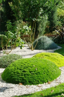 Irish Moss (Sagina Subulata) - 5 Pack Of Pint Pots 10 Irish Moss (Sagina Subulata) - 5 Pack Of Pint Pots -Wilson Bros Garden sagina subulata iris moss 6 1