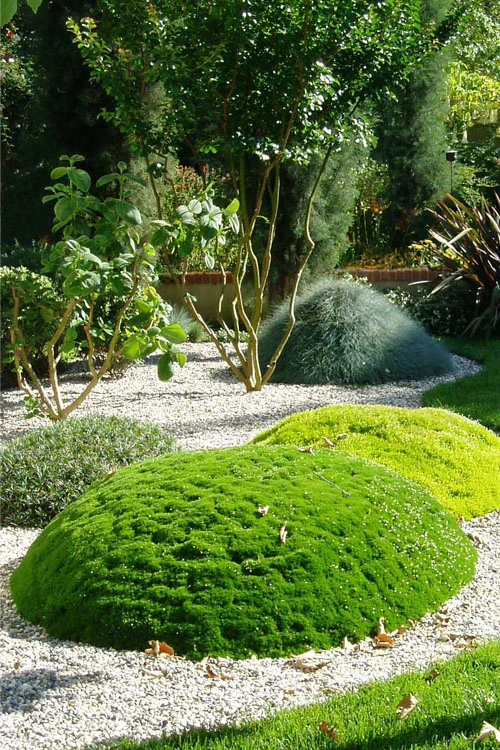 Irish Moss (Sagina Subulata) - 5 Pack Of Quart Pots 6 Irish Moss (Sagina Subulata) - 5 Pack Of Quart Pots - Image 4