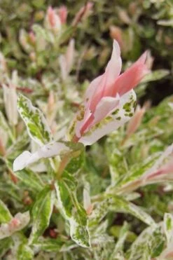 Flamingo Dappled Willow (Shrub Form) - 2 Gallon Pot -Wilson Bros Garden salix integra flamingo dappled willow bush 3