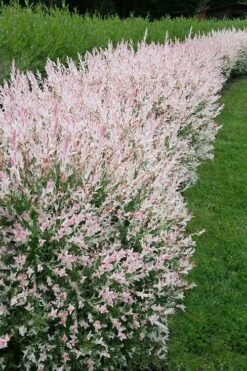 Flamingo Dappled Willow (Shrub Form) - 2 Gallon Pot -Wilson Bros Garden salix integra flamingo dappled willow bush 4
