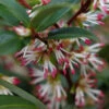 Sweet & Lo Sweet Box (Sarcococca Hookeriana) - 2 Gallon Pot -Wilson Bros Garden sarcoccoca hookeriana sweet and lo sweetbox 1