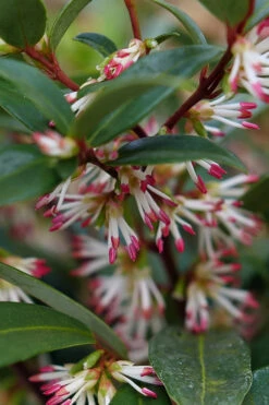 Sweet & Lo Sweet Box (Sarcococca Hookeriana) - 2 Gallon Pot