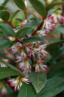 Sweet & Lo Sweet Box (Sarcococca Hookeriana) - 2 Gallon Pot -Wilson Bros Garden sarcoccoca hookeriana sweet and lo sweetbox 2