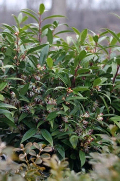 Sweet & Lo Sweet Box (Sarcococca Hookeriana) - 2 Gallon Pot -Wilson Bros Garden sarcoccoca hookeriana sweet and lo sweetbox 3