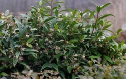 Sweet & Lo Sweet Box (Sarcococca Hookeriana) - 2 Gallon Pot -Wilson Bros Garden sarcoccoca hookeriana sweet and lo sweetbox 4