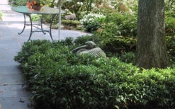 Sweet & Lo Sweet Box (Sarcococca Hookeriana) - 2 Gallon Pot -Wilson Bros Garden sarcoccoca hookeriana sweet and lo sweetbox 7