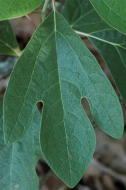 Sassafras Tree (Sassafras Albidium) - 3 Gallon Pot 23 Sassafras Tree (Sassafras Albidium) - 3 Gallon Pot -Wilson Bros Garden sassafras albidum 1
