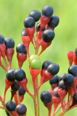 Sassafras Tree (Sassafras Albidium) - 3 Gallon Pot 18 Sassafras Tree (Sassafras Albidium) - 3 Gallon Pot -Wilson Bros Garden sassafras albidum 10