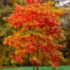 Sassafras Tree (Sassafras Albidium) - 3 Gallon Pot 1 Sassafras Tree (Sassafras Albidium) - 3 Gallon Pot -Wilson Bros Garden sassafras albidum 14