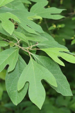 Sassafras Tree (Sassafras Albidium) - 3 Gallon Pot 22 Sassafras Tree (Sassafras Albidium) - 3 Gallon Pot -Wilson Bros Garden sassafras albidum 2