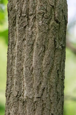 Sassafras Tree (Sassafras Albidium) - 3 Gallon Pot 24 Sassafras Tree (Sassafras Albidium) - 3 Gallon Pot -Wilson Bros Garden sassafras albidum 7