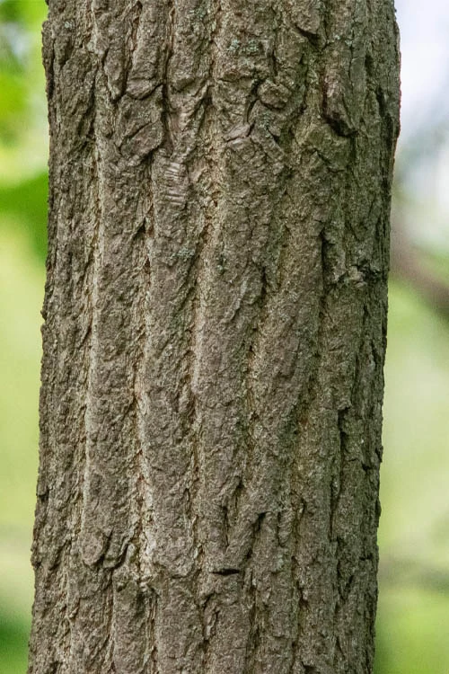 Sassafras Tree (Sassafras Albidium) - 3 Gallon Pot 13 Sassafras Tree (Sassafras Albidium) - 3 Gallon Pot - Image 11
