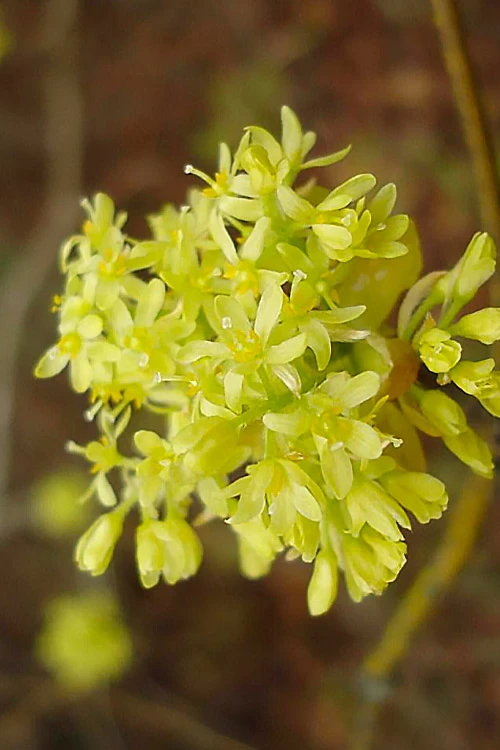Sassafras Tree (Sassafras Albidium) - 3 Gallon Pot 6 Sassafras Tree (Sassafras Albidium) - 3 Gallon Pot - Image 4