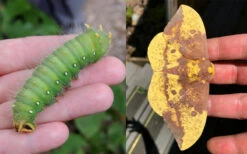 Sassafras Tree (Sassafras Albidium) - 3 Gallon Pot 25 Sassafras Tree (Sassafras Albidium) - 3 Gallon Pot -Wilson Bros Garden sassafras albidum imperial moth 1