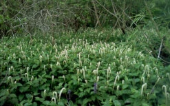 Lizard's Tail Swamp Lily (Saururus Cernuus) - 8 Pack Of 1 Gallon Pots -Wilson Bros Garden saururus cernuus lizards tail swamp lily 5 1