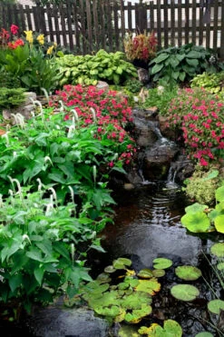 Lizard's Tail Swamp Lily (Saururus Cernuus) - 6 Pack Of 1 Gallon Pots -Wilson Bros Garden saururus cernuus lizards tail swamp lily 8