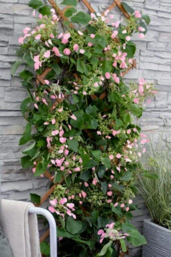 Rose Sensation Pink Climbing Hydrangea Vine - 1 Gallon Pot 17 Rose Sensation Pink Climbing Hydrangea Vine - 1 Gallon Pot -Wilson Bros Garden schizophragma hydrangeoides rose sensation climbing hydrangea 102