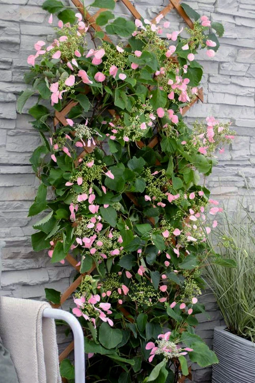 Rose Sensation Pink Climbing Hydrangea Vine - 1 Gallon Pot 9 Rose Sensation Pink Climbing Hydrangea Vine - 1 Gallon Pot - Image 7