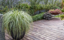 Feather Falls Sedge (Carex Oshimensis) - 5 Pack Of Quart Pots -Wilson Bros Garden sedge feather falls 3 800x500 1