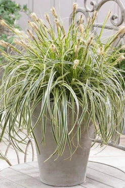 Feather Falls Sedge (Carex Oshimensis) - 5 Pack Of Quart Pots -Wilson Bros Garden sedge feather falls 500x750 1