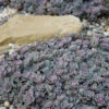 Blue Elf Sedum(Stonecrop) - 12 Pack Of Quart Pots -Wilson Bros Garden sedum blue elf 2 500x750 1