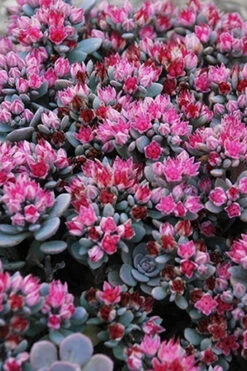 Blue Elf Sedum(Stonecrop) - 12 Pack Of Quart Pots -Wilson Bros Garden sedum blue elf 500x750 1