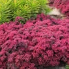 Dazzleberry Sedum - 5 Pack Of 4" Pint Pots -Wilson Bros Garden sedum dazzleberry stonecrop 5