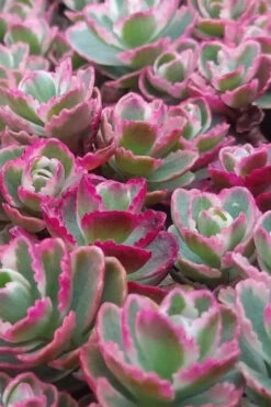 Tricolor Sedum - 10 Pack Of Quart Pots -Wilson Bros Garden sedum spurium tricolor stonecrop 1