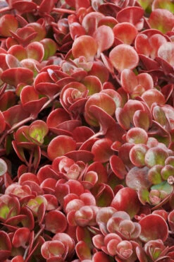 Coral Reef Sedum - 5-Pack Of Pint Pots -Wilson Bros Garden sedum tectractinum coral reef stonecrop 1 1