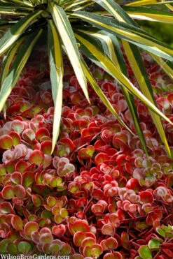 Coral Reef Sedum - 5-Pack Of Pint Pots -Wilson Bros Garden sedum tetractinum coral reef 20 1