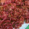 Coral Reef Sedum - 5-Pack Of Pint Pots -Wilson Bros Garden sedum tetractinum coral reef 21 1