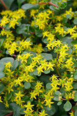 Coral Reef Sedum Tetractinum - 10 Pack Of 4" Pint Pots -Wilson Bros Garden sedum tetractinum coral reef 22