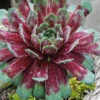 Ruby Heart Hen And Chicks (Sempervivum) - 5 Pack Of Quart Pots 2 Ruby Heart Hen And Chicks (Sempervivum) - 5 Pack Of Quart Pots -Wilson Bros Garden sempervivum tectorum ruby hearts hen and chicks 2