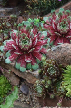 Ruby Heart Hen And Chicks (Sempervivum) - 5 Pack Of Quart Pots -Wilson Bros Garden sempervivum tectorum ruby hearts hen and chicks 5