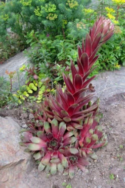 Silver King Hen And Chicks (Sempervivum) - 5 Pack Of Quart Pots -Wilson Bros Garden sempervivum tectorum silver king hen and chicks 2