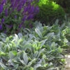 Fuzzy Wuzzy Lambs Ear (Stachys Byzantina) - 1 Gallon Pot